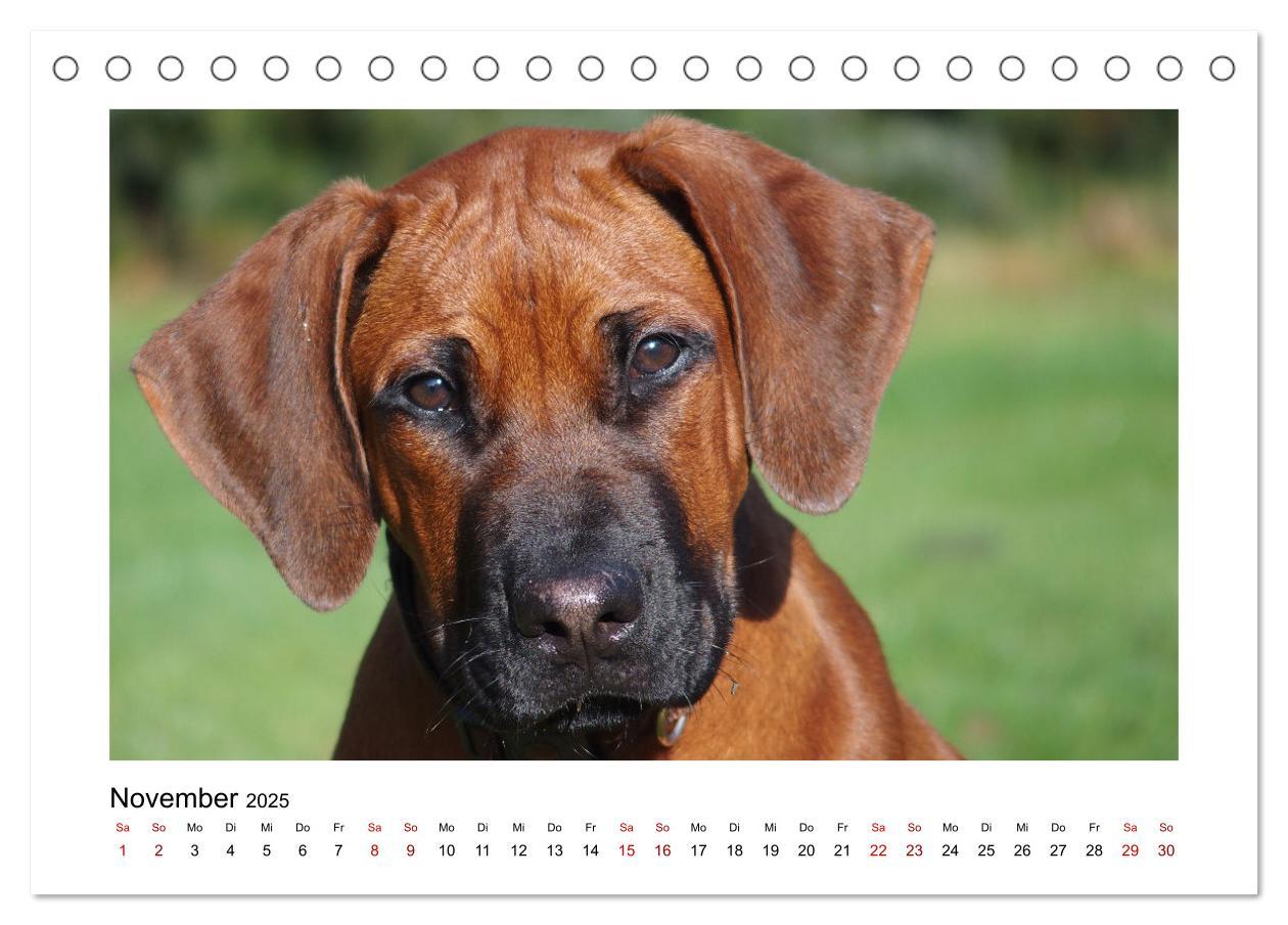 Bild: 9783383983535 | Rhodesian Ridgeback - Charmanter Dickkopf aus Afrika (Tischkalender...