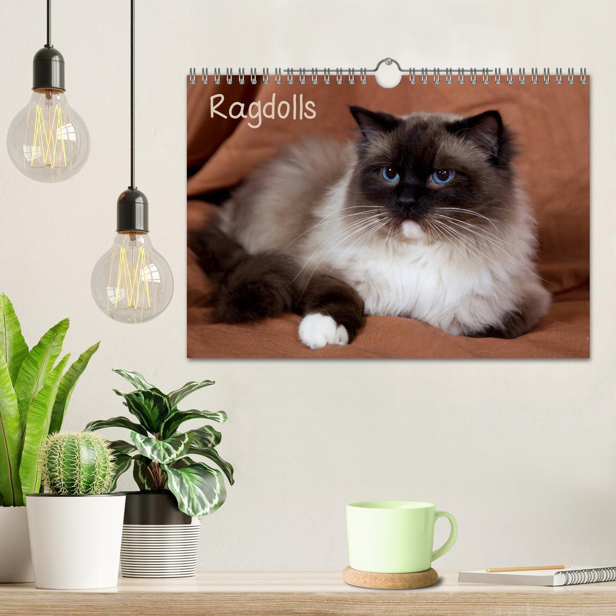 Bild: 9783435754328 | Ragdolls (Wandkalender 2025 DIN A4 quer), CALVENDO Monatskalender