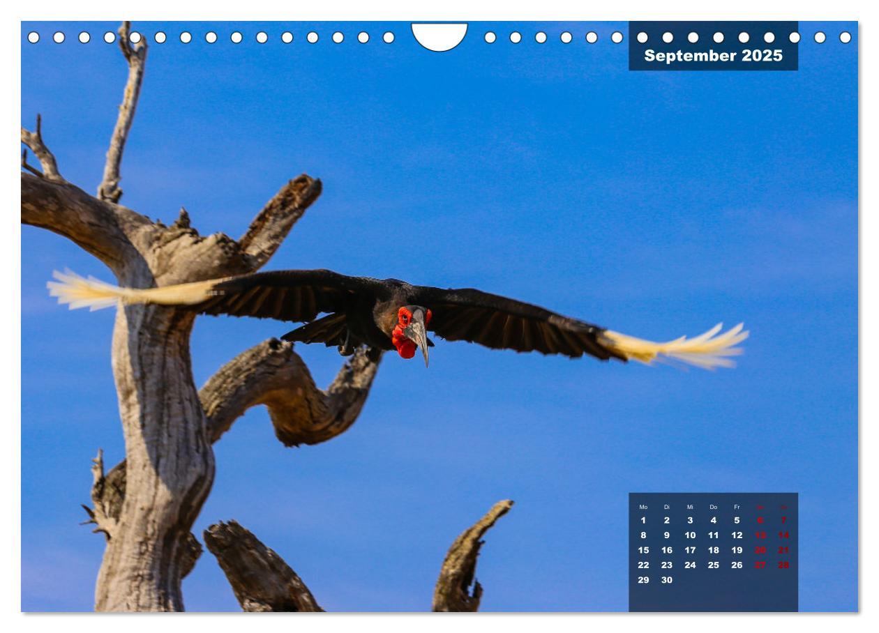 Bild: 9783383967399 | Auf Safari im Kruger National Park (Wandkalender 2025 DIN A4 quer),...