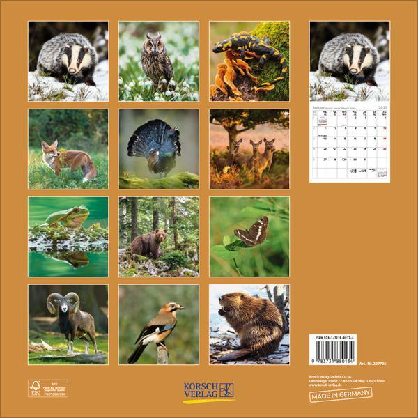 Bild: 9783731880134 | Tiere des Waldes 2025 | Verlag Korsch | Kalender | 13 S. | Deutsch