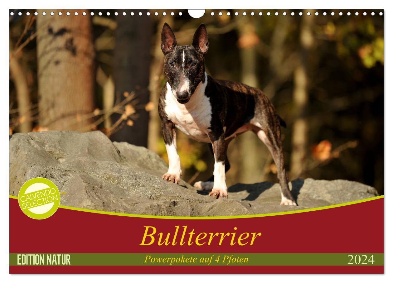 Cover: 9783383192012 | Bullterrier, Powerpakete auf 4 Pfoten (Wandkalender 2024 DIN A3...