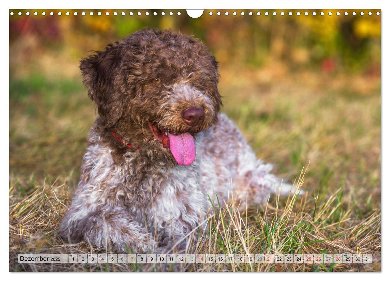 Bild: 9783435312399 | Lagotto Romagnolo - Ein Hund zum Verlieben (Wandkalender 2025 DIN...