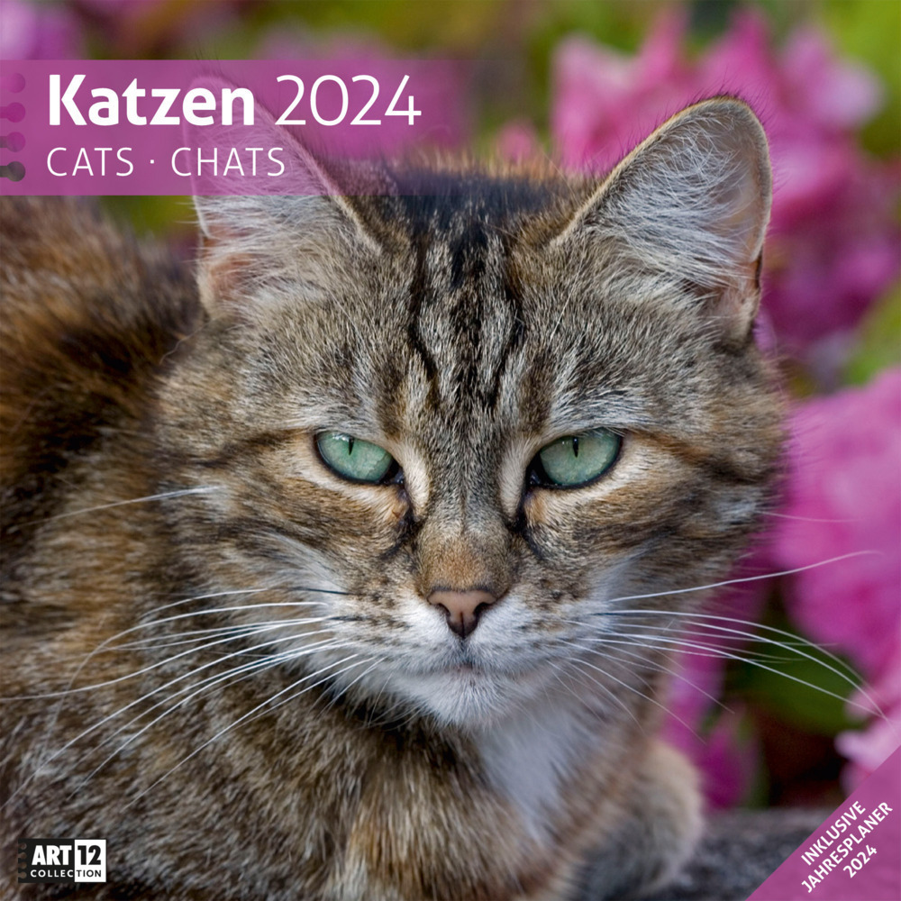 Cover: 9783838444208 | Katzen Kalender 2024 - 30x30 | Ackermann Kunstverlag | Kalender | 2024