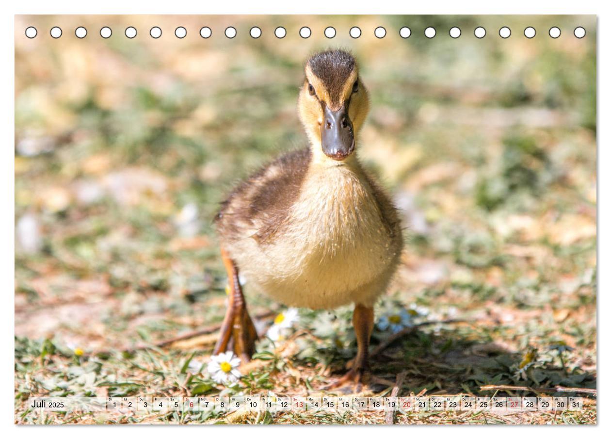 Bild: 9783435115358 | Wunderschöne Stockenten - Europäische Wasservögel (Tischkalender...