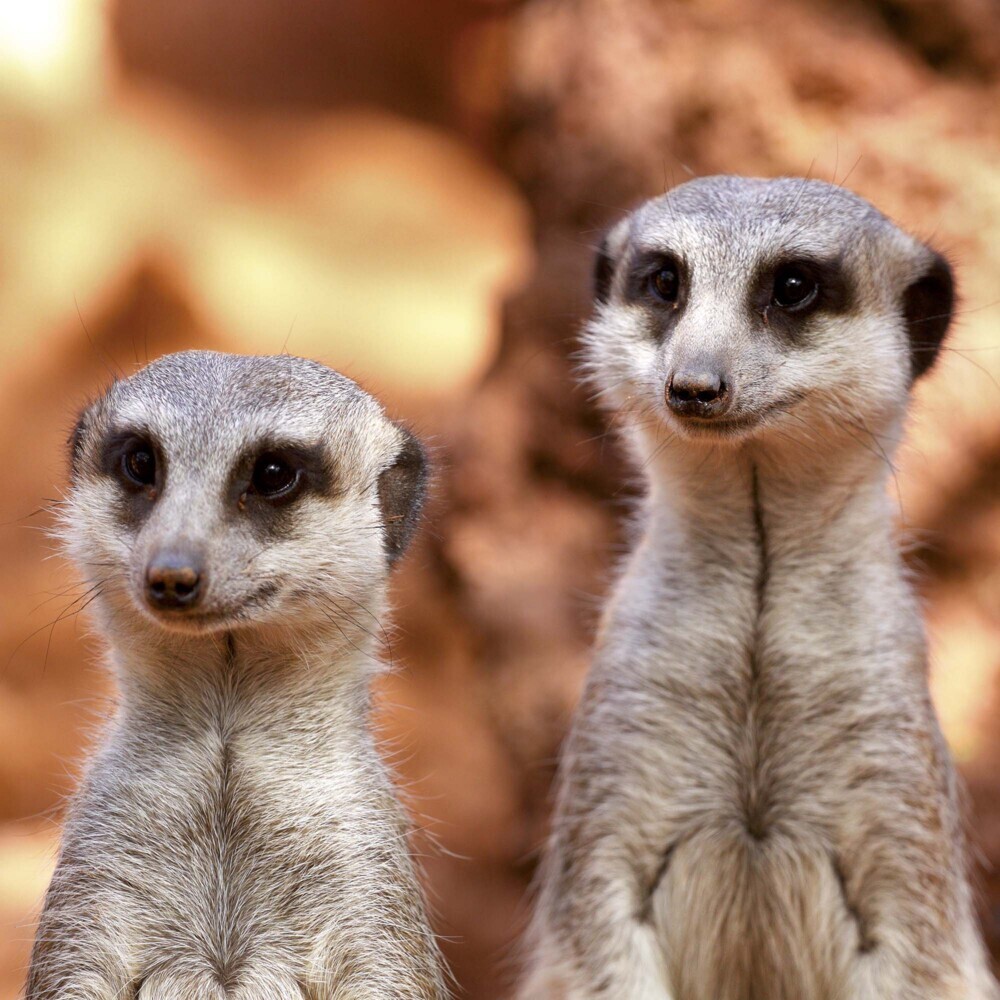 Bild: 9783959294683 | Meerkats/Erdmännchen 2025 | Kalender 2025 | Kalender | Drahtheftung