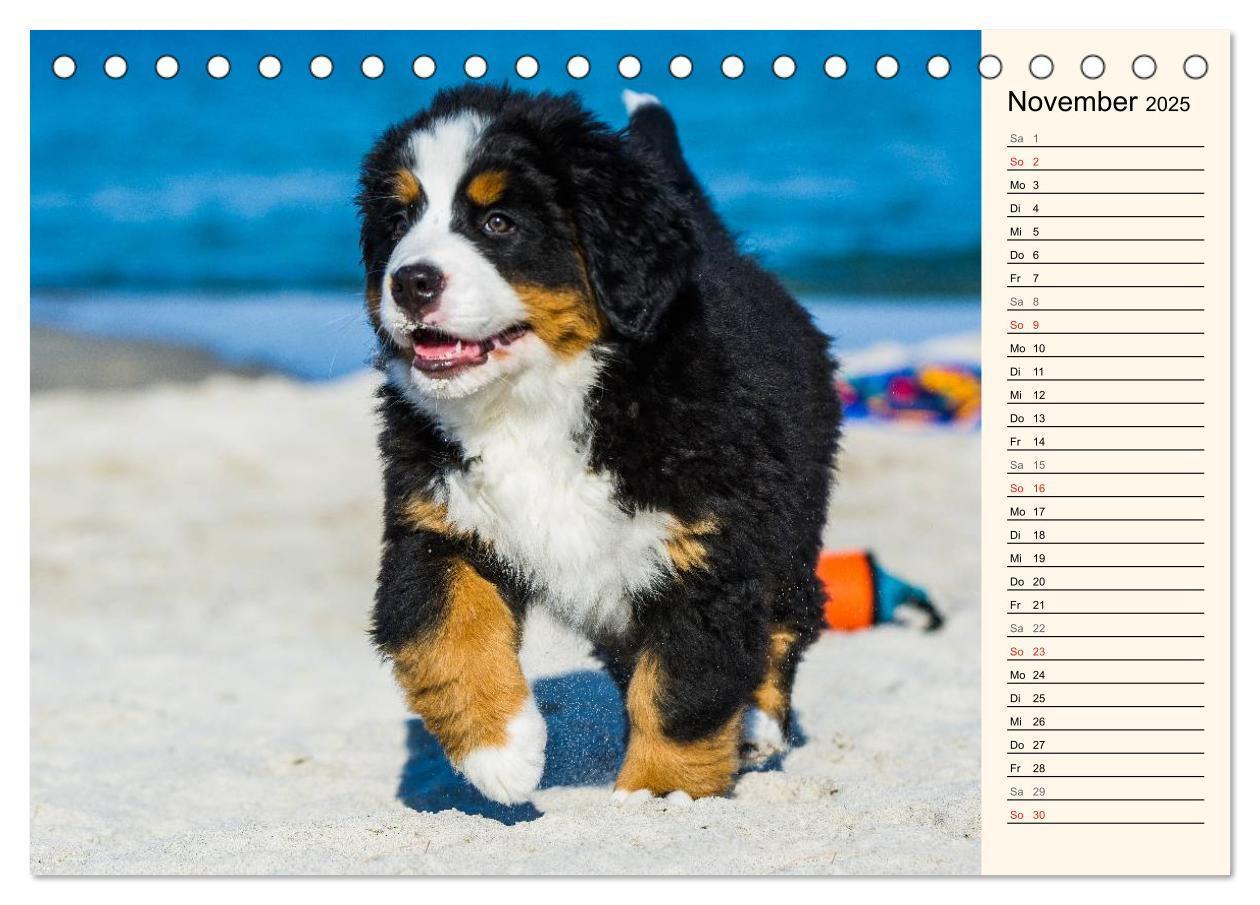 Bild: 9783435476923 | Seebärchen entdecken die Welt - Berner Sennenhunde (Tischkalender...