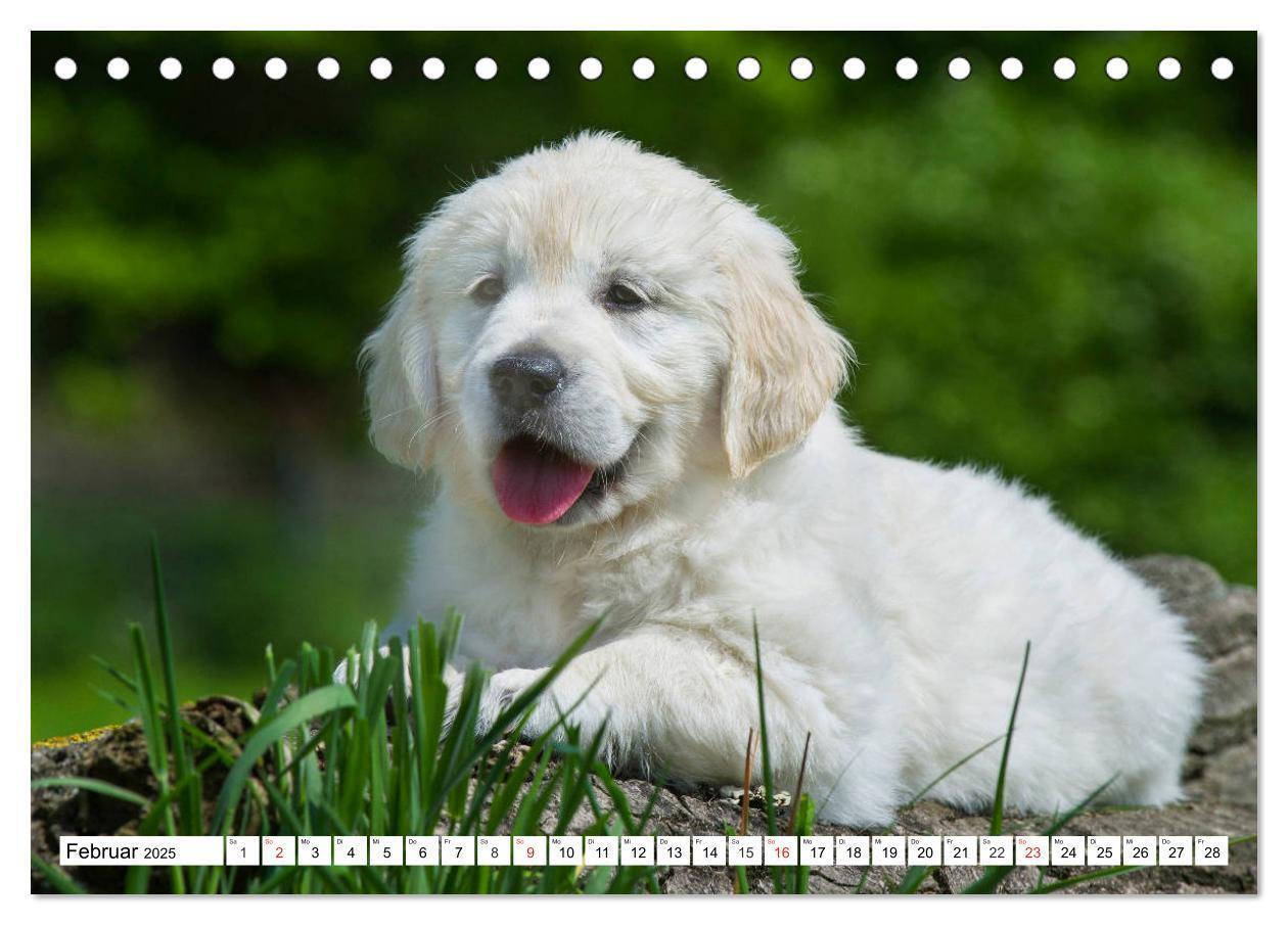 Bild: 9783435212903 | Goldige Herzensbrecher - Golden Retriever Welpen (Tischkalender...