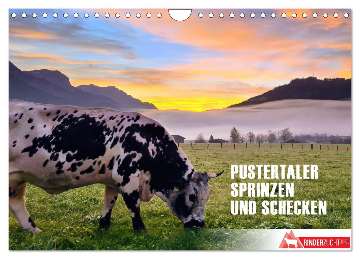 Cover: 9783383756221 | Pustertaler Sprinzen und Schecken in Österreich (Wandkalender 2024...