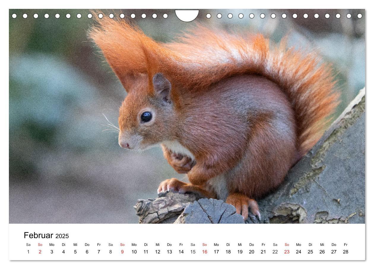 Bild: 9783435584390 | Eichhörnchen - Kleine Kobolde im Roten Pelz (Wandkalender 2025 DIN...