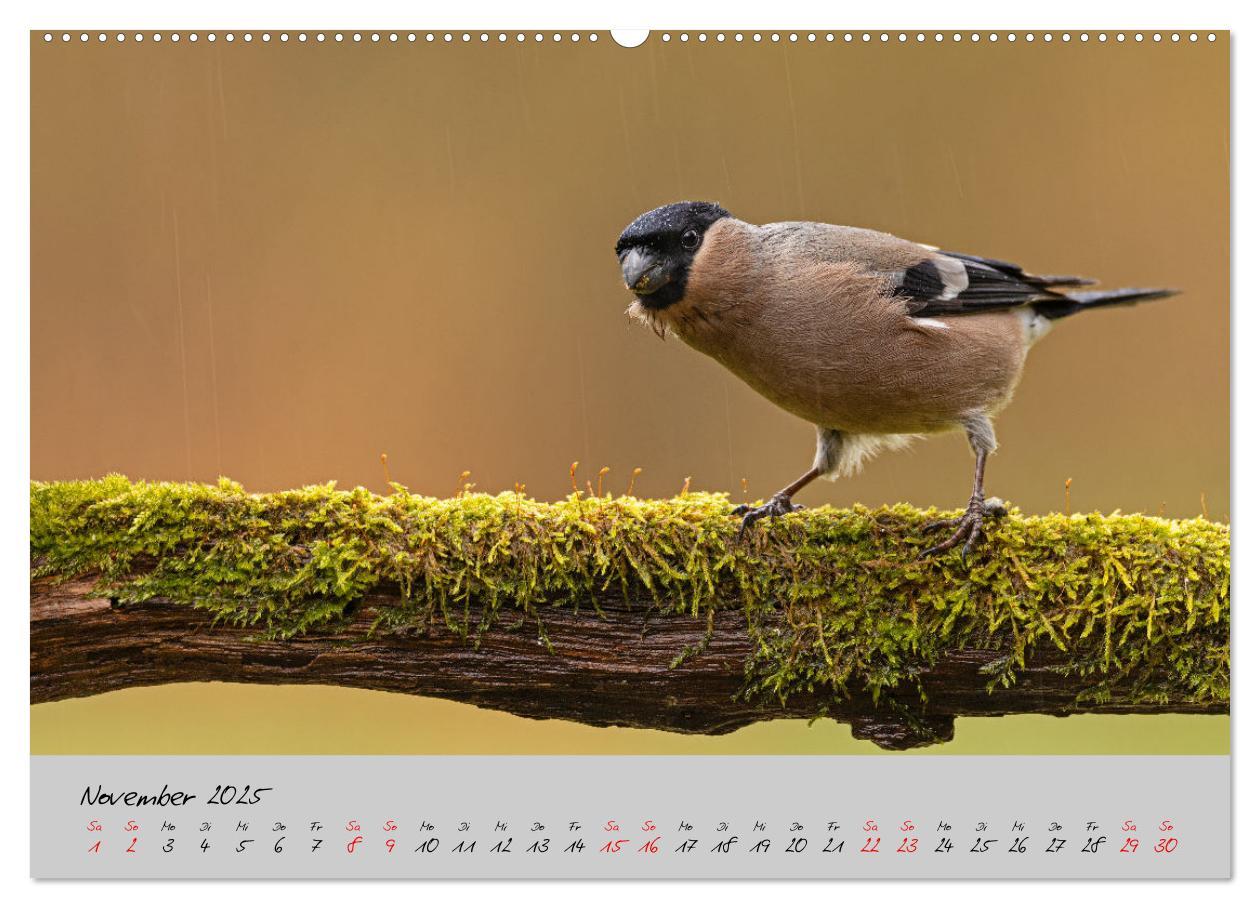 Bild: 9783435065479 | Bunte Vögel am Futterplatz (Wandkalender 2025 DIN A2 quer),...