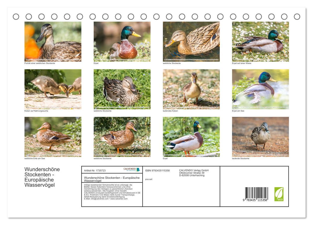 Bild: 9783435115358 | Wunderschöne Stockenten - Europäische Wasservögel (Tischkalender...