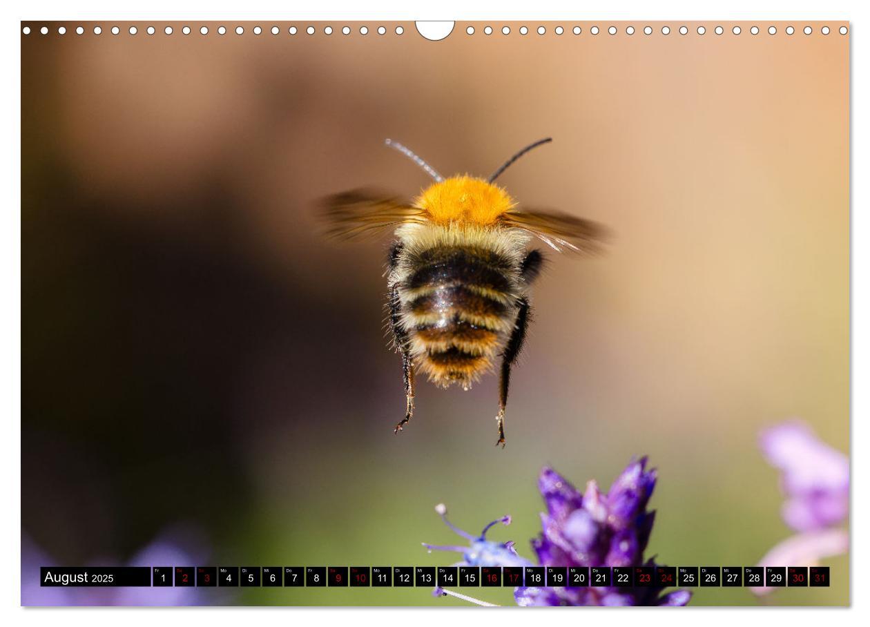 Bild: 9783383846076 | Hummeln - Flugaufnahmen eines faszinierenden Insekts (Wandkalender...