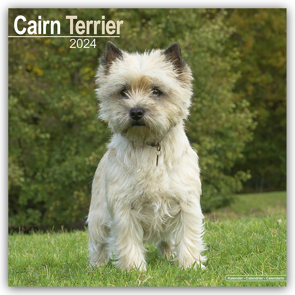 Cover: 9781804600252 | Cairn Terrier - Cairn Terrier 2024 - 16-Monatskalender | Ltd | 13 S.