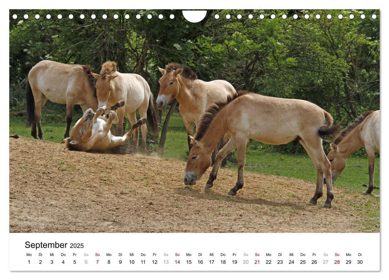 Bild: 9783435342495 | Faszination Przewalski-Pferde (Wandkalender 2025 DIN A4 quer),...