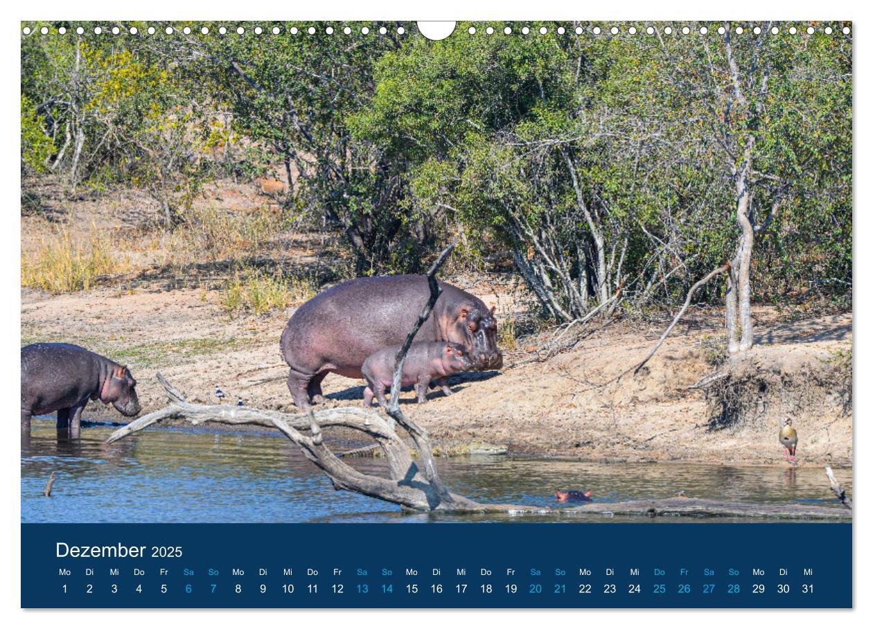 Bild: 9783435021482 | Nilpferde, Kolosse in Afrika (Wandkalender 2025 DIN A3 quer),...