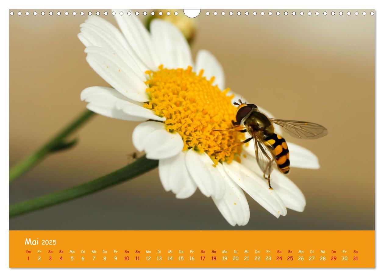 Bild: 9783435072873 | Insekten - Kleine Wunder (Wandkalender 2025 DIN A3 quer), CALVENDO...