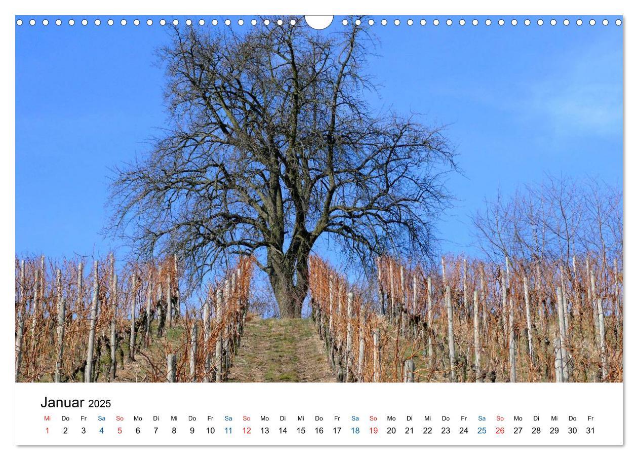 Bild: 9783435804795 | Württemberger Wein 2025 (Wandkalender 2025 DIN A3 quer), CALVENDO...