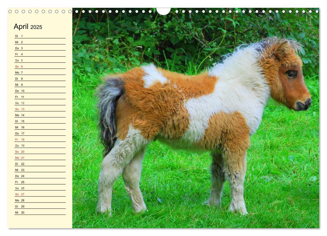 Bild: 9783435651825 | Ponys. Herzensbrecher mit Grips (Wandkalender 2025 DIN A3 quer),...