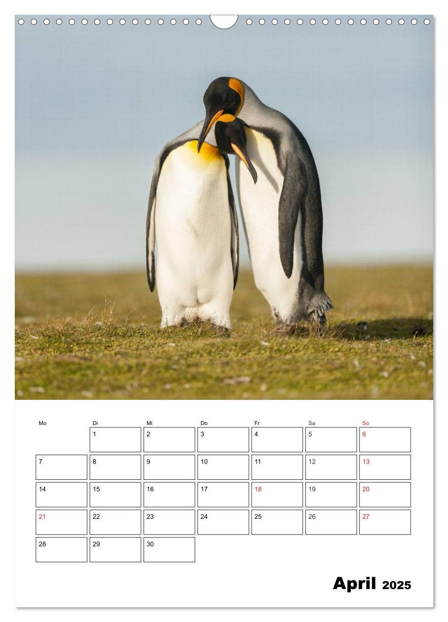 Bild: 9783457035238 | Pinguine. Familienglück im Eis (Wandkalender 2025 DIN A3 hoch),...