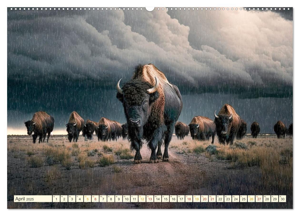 Bild: 9783383911491 | Amerikanischer Bison (Wandkalender 2025 DIN A2 quer), CALVENDO...