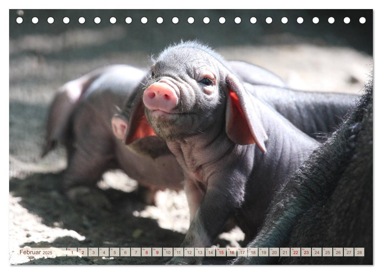 Bild: 9783435410293 | Tierische Schweinerei (Tischkalender 2025 DIN A5 quer), CALVENDO...