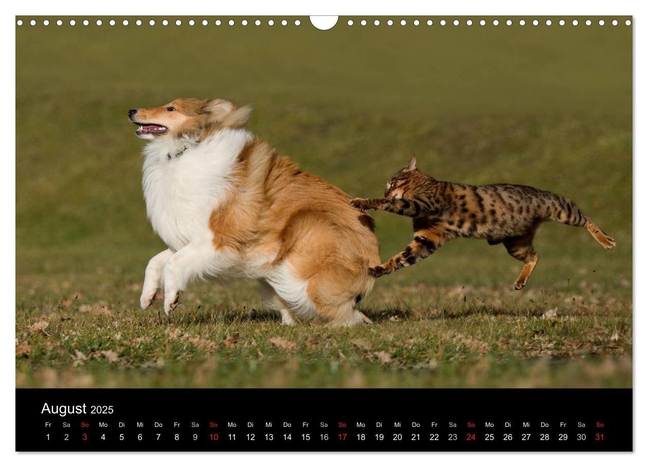 Bild: 9783435537532 | Freigänger - Hauskatzen unterwegs (Wandkalender 2025 DIN A3 quer),...