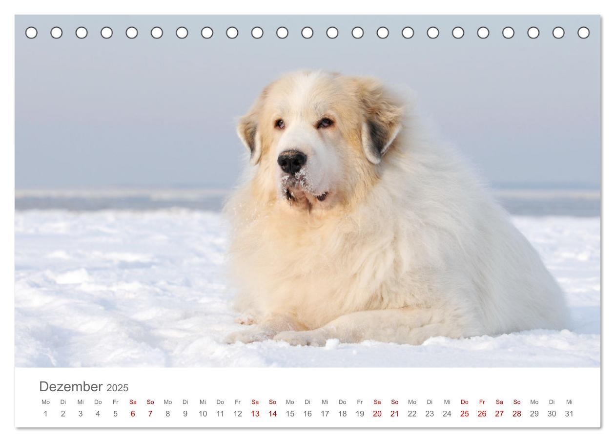 Bild: 9783435044719 | Pyrenäenberghunde (Tischkalender 2025 DIN A5 quer), CALVENDO...