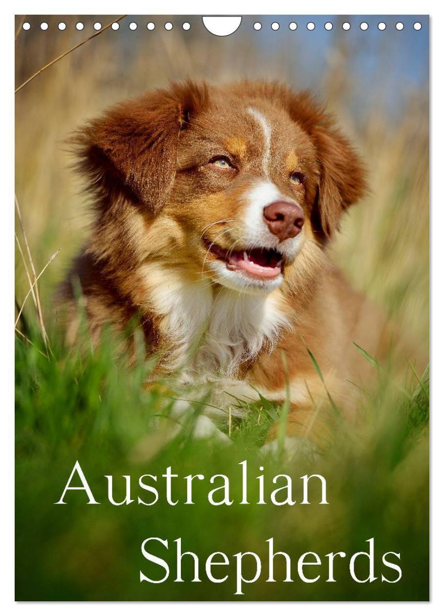 Cover: 9783675588721 | Australian Shepherds (Wandkalender 2024 DIN A4 hoch), CALVENDO...