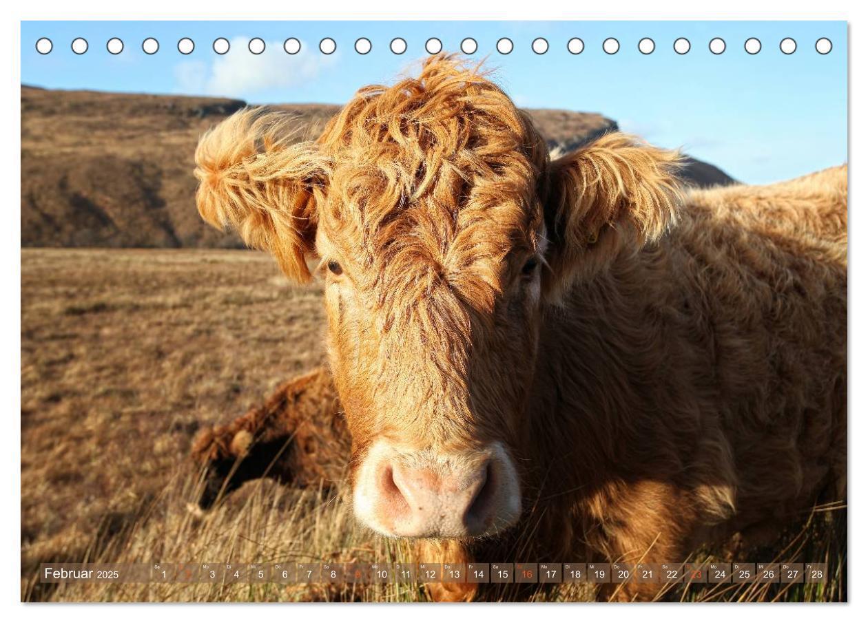 Bild: 9783435709007 | Schottische Hochlandrinder - Highland Cattle im Portrait...