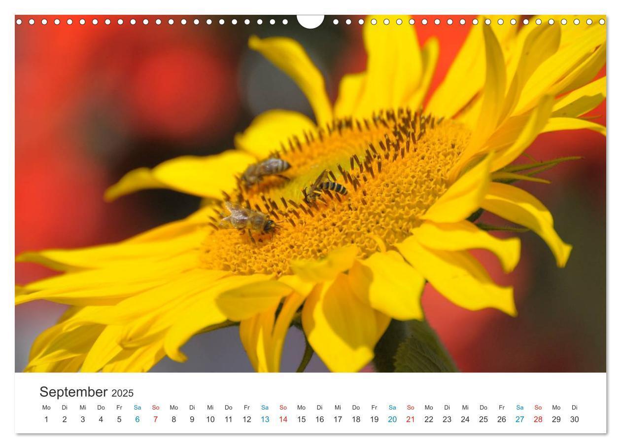 Bild: 9783435788019 | Sonnenblumen 2025 (Wandkalender 2025 DIN A3 quer), CALVENDO...