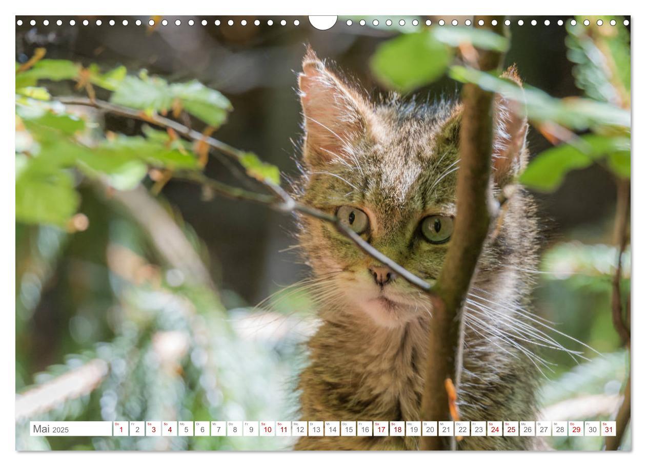 Bild: 9783435231089 | Wildkatzenbabys - wild und zuckersüß. (Wandkalender 2025 DIN A3...