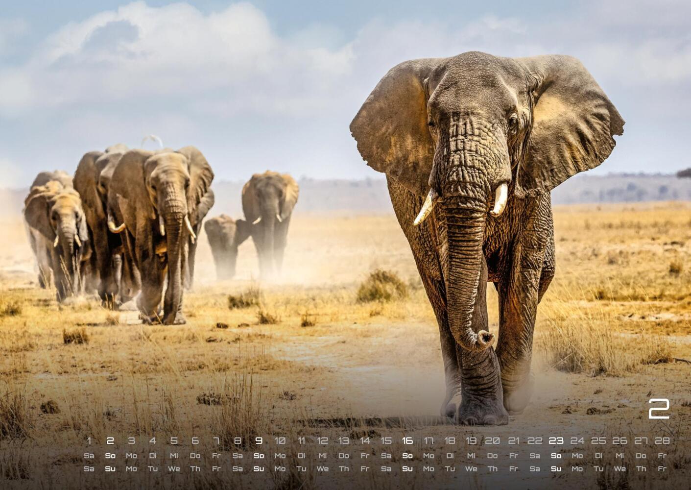 Bild: 9783986734374 | Afrikas Tierwelt - Der Tierkalender - 2025 - Kalender DIN A2 | 15 S.