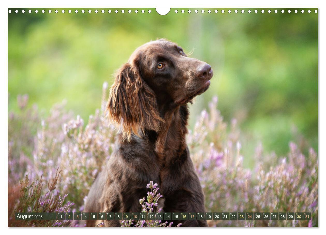 Bild: 9783383838477 | Jagdhund im Portrait - Deutsch Langhaar (Wandkalender 2025 DIN A3...