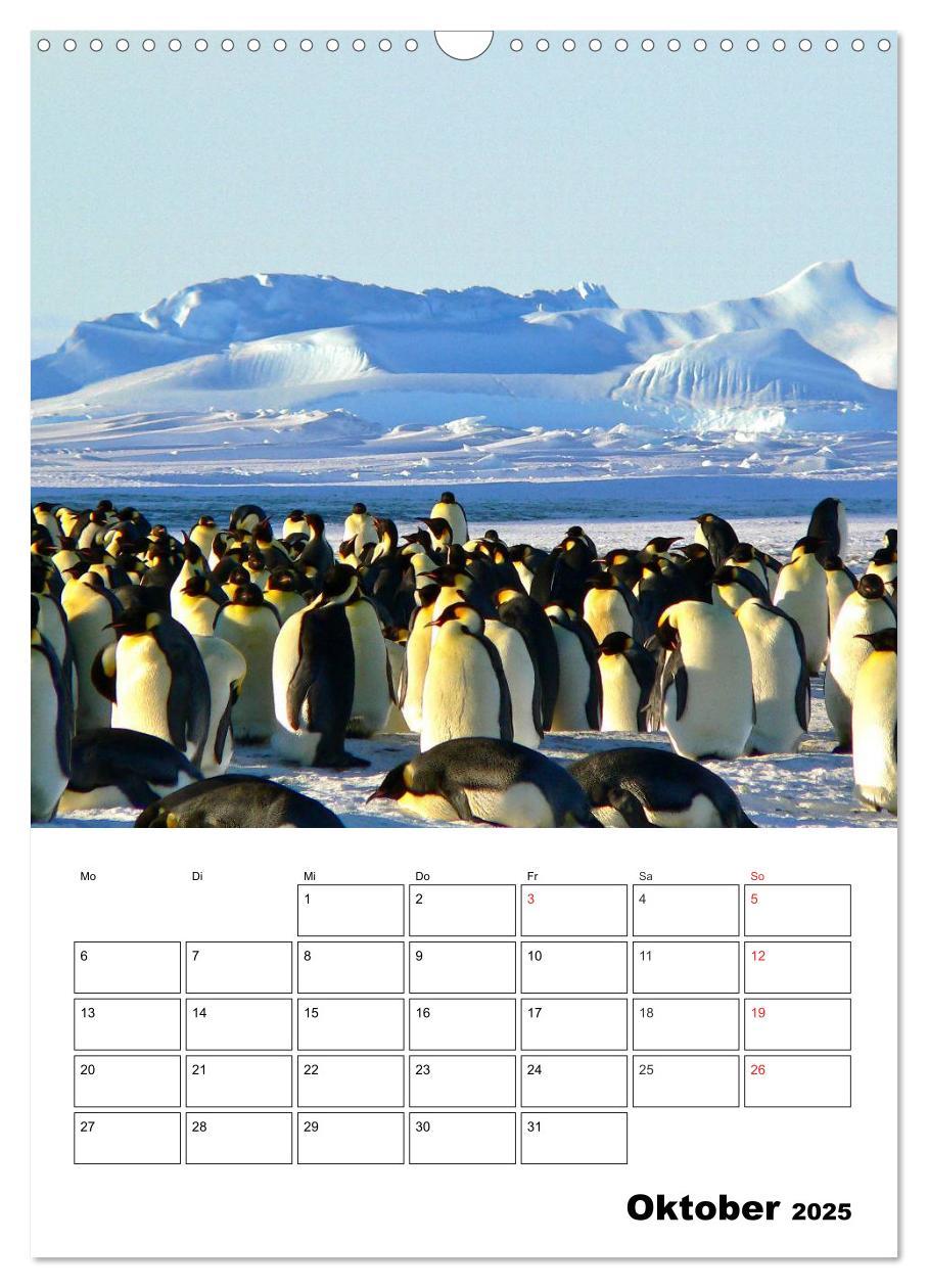 Bild: 9783457035238 | Pinguine. Familienglück im Eis (Wandkalender 2025 DIN A3 hoch),...