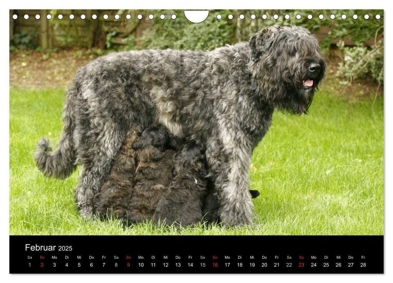 Bild: 9783435748402 | Bouvier des Flandres (Wandkalender 2025 DIN A4 quer), CALVENDO...