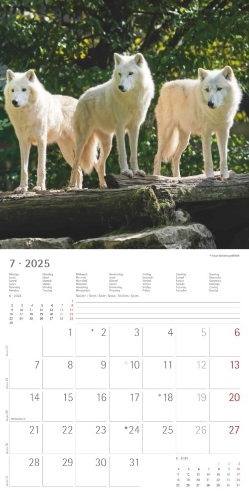 Bild: 4251732340711 | Alpha Edition - Wölfe 2025 Broschürenkalender, 30x30cm,...