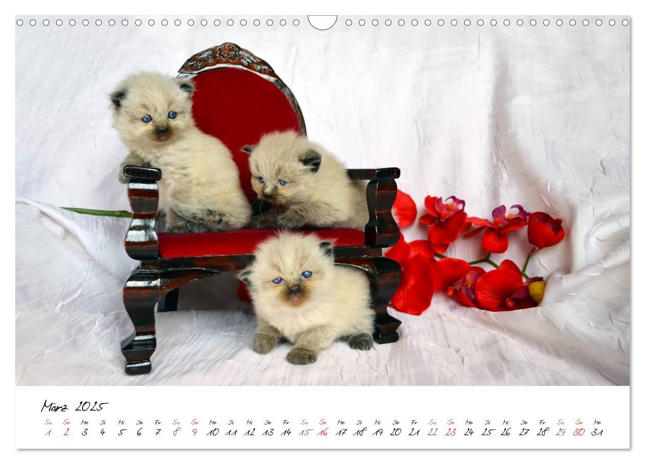 Bild: 9783435606207 | Katzenparade (Wandkalender 2025 DIN A3 quer), CALVENDO Monatskalender