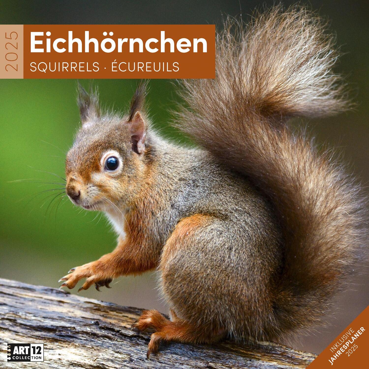Cover: 9783838445311 | Eichhörnchen Kalender 2025 - 30x30 | Ackermann Kunstverlag | Kalender