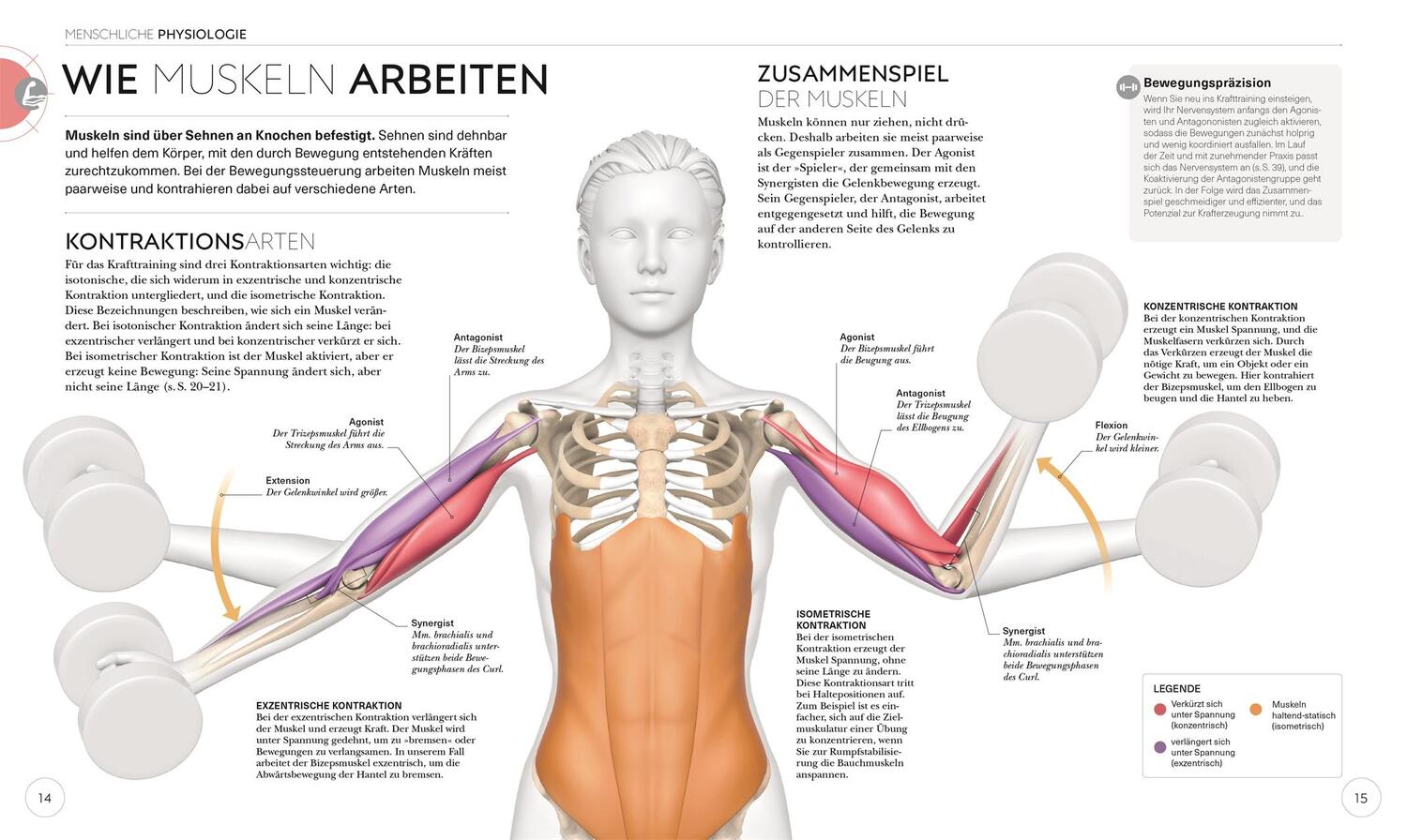 Bild: 9783831042760 | Krafttraining - Die Anatomie verstehen | Austin Current | Taschenbuch