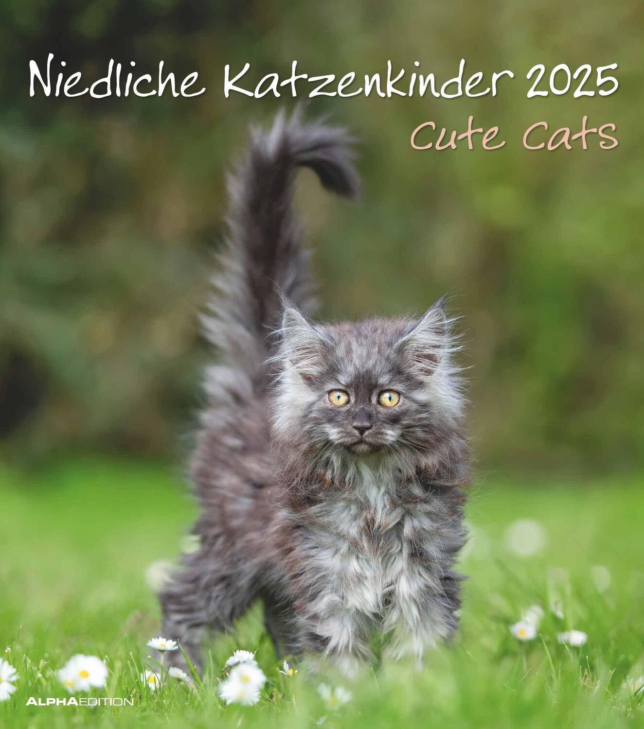 Cover: 4251732342159 | Niedliche Katzenkinder 2025 - Wand-Kalender - Tier-Kalender - 30x34
