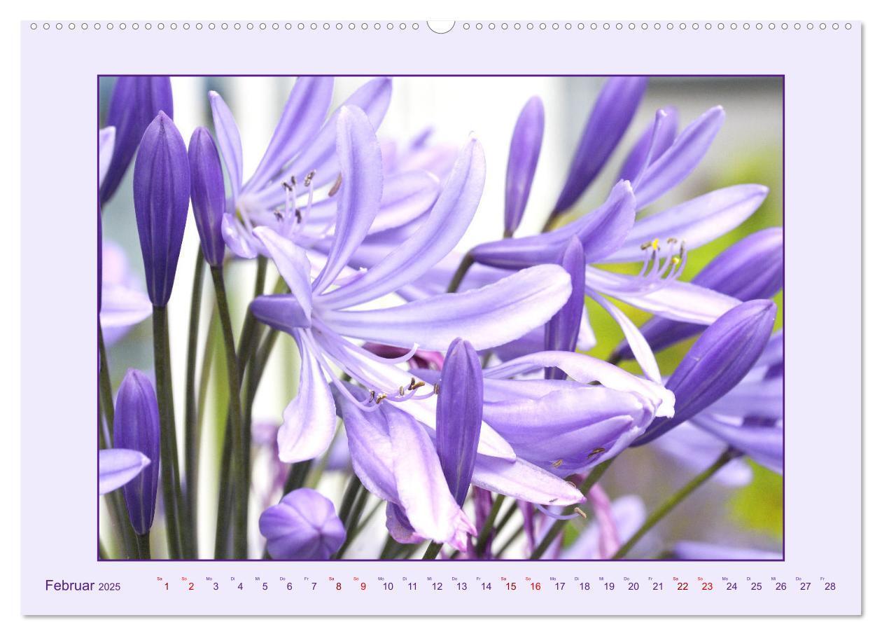 Bild: 9783435030682 | Schmucklilie - Agapanthus (hochwertiger Premium Wandkalender 2025...