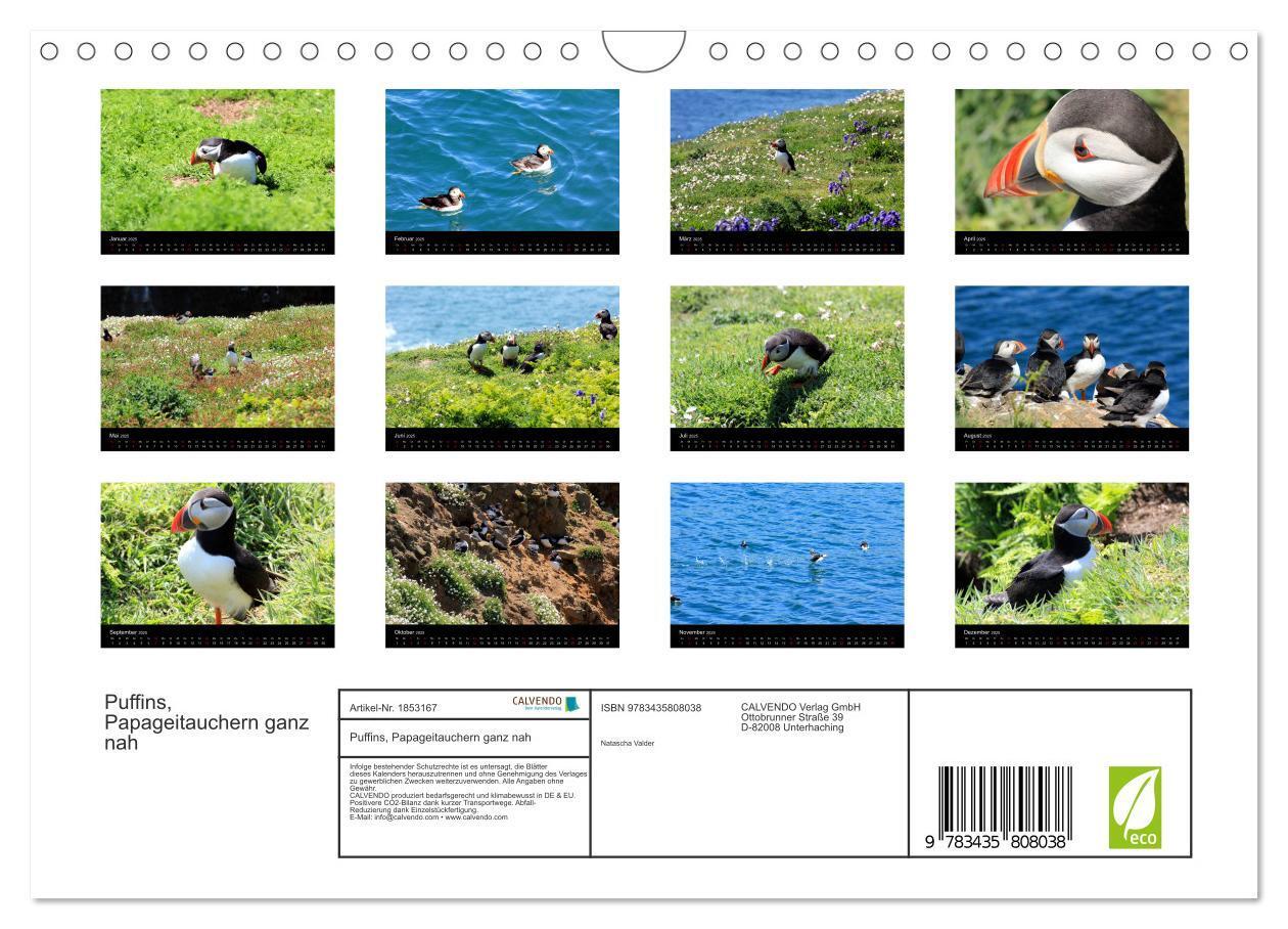 Bild: 9783435808038 | Puffins, Papageitauchern ganz nah (Wandkalender 2025 DIN A4 quer),...