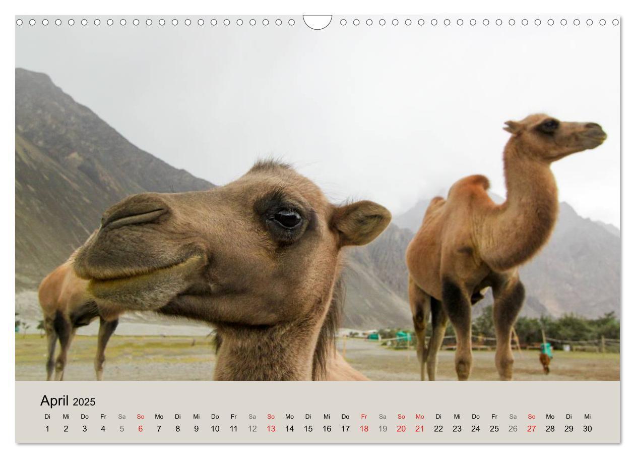 Bild: 9783435591688 | Kamel Porträt (Wandkalender 2025 DIN A3 quer), CALVENDO Monatskalender