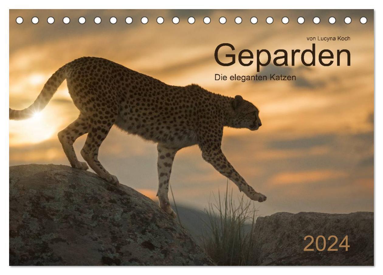 Cover: 9783675693449 | Geparden. Die eleganten Katzen. (Tischkalender 2024 DIN A5 quer),...