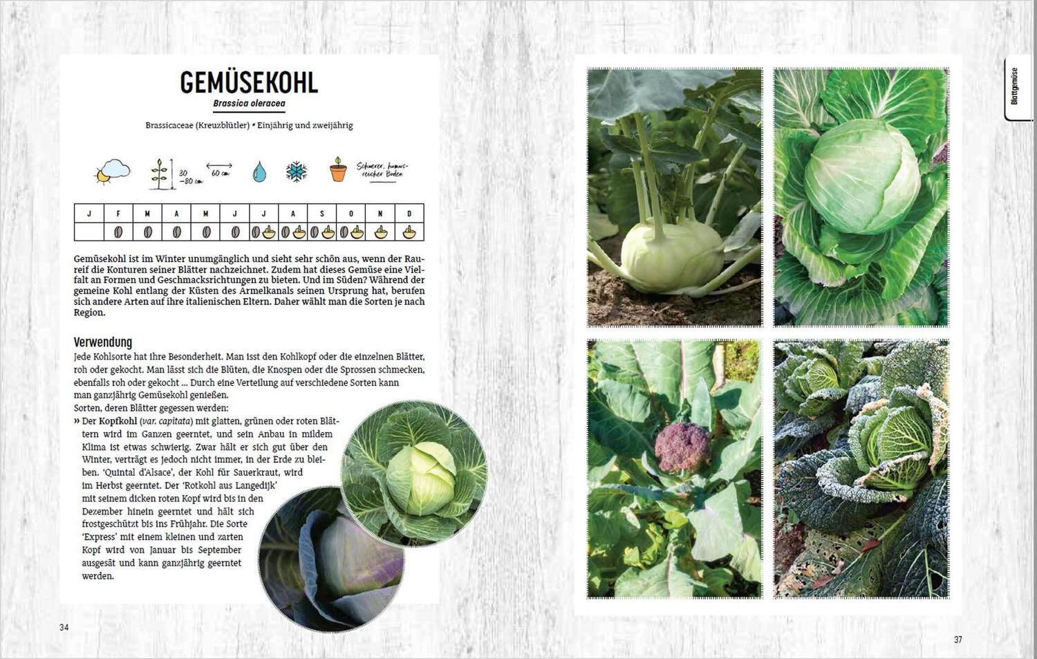 Bild: 9783809444657 | Erntefrisches Wintergemüse selbst anbauen. 34 Pflanzenporträts &amp;...