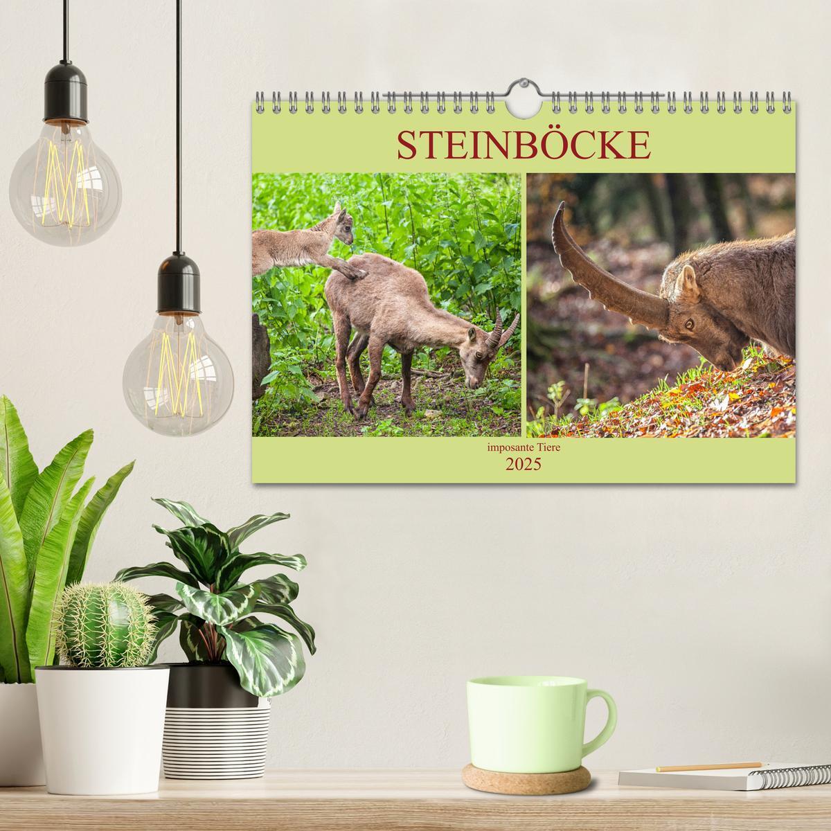 Bild: 9783435331116 | Steinböcke - imposante Tiere (Wandkalender 2025 DIN A4 quer),...