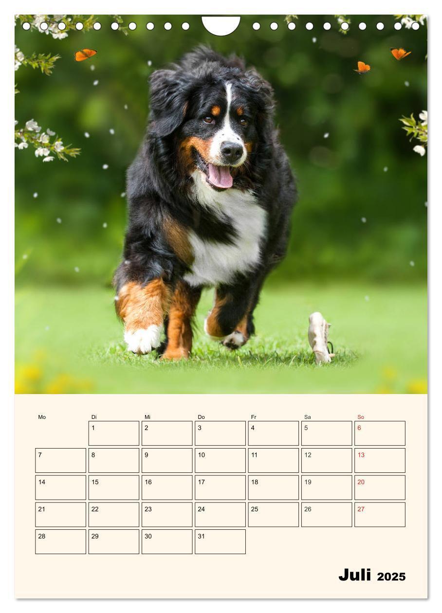 Bild: 9783435938315 | Traumhaft schön - Der Berner Sennenhund (Wandkalender 2025 DIN A4...