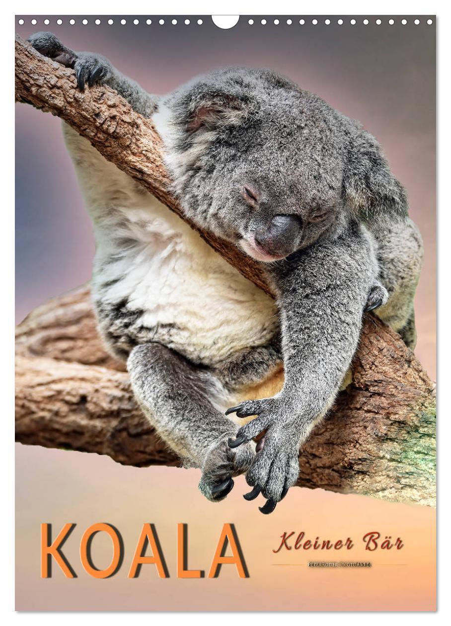 Cover: 9783675446571 | Koala, kleiner Bär (Wandkalender 2024 DIN A3 hoch), CALVENDO...