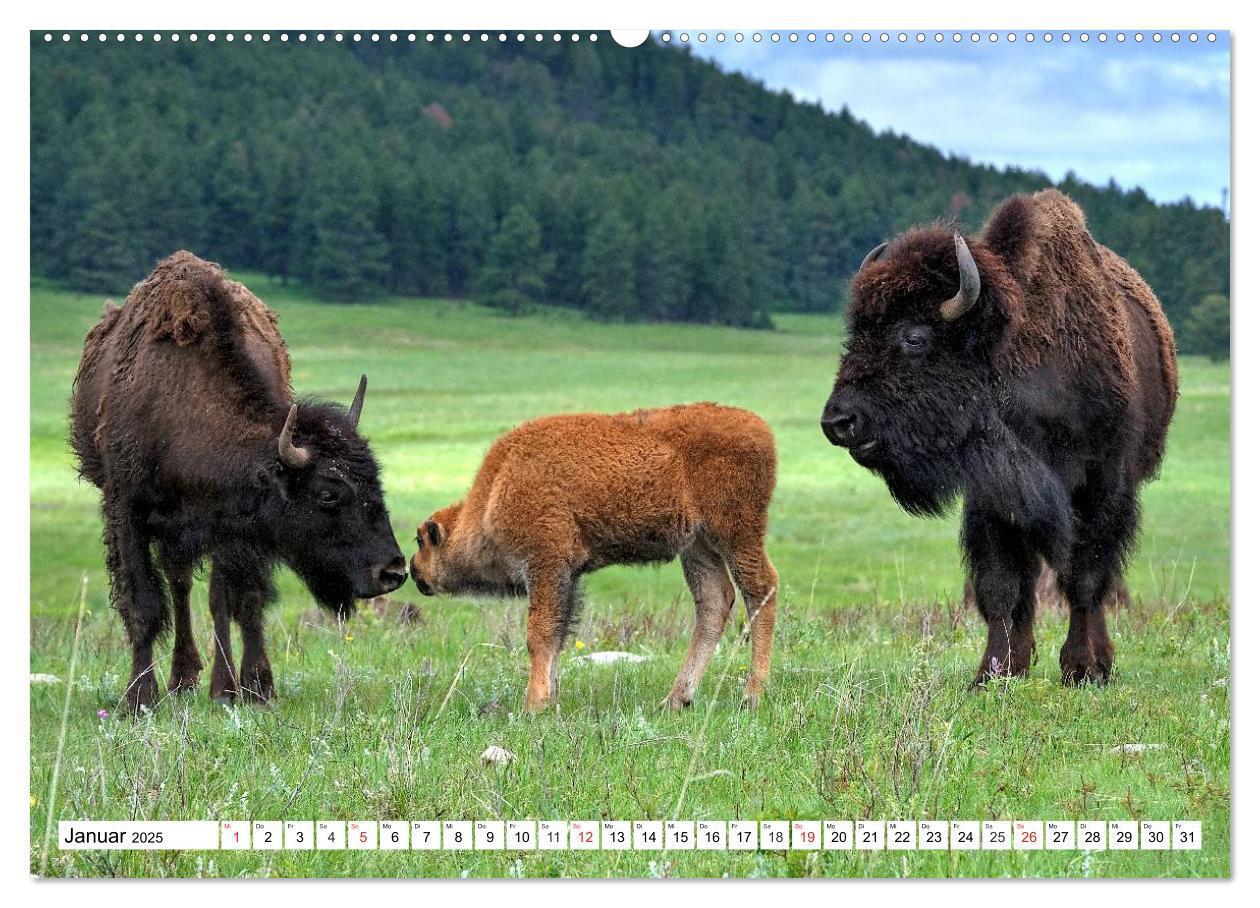 Bild: 9783435602872 | TATONKA Der nordamerikanische Bison (Wandkalender 2025 DIN A2...