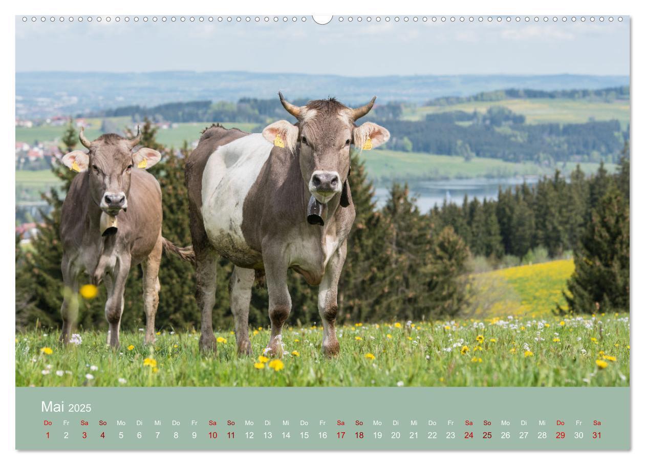 Bild: 9783383965920 | Heimweh Allgäu 2025 (hochwertiger Premium Wandkalender 2025 DIN A2...